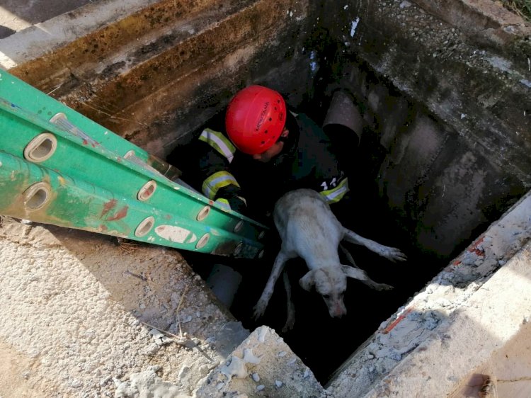 Bombeiros militares resgatam cachorro preso em um bueiro em Tabatinga  