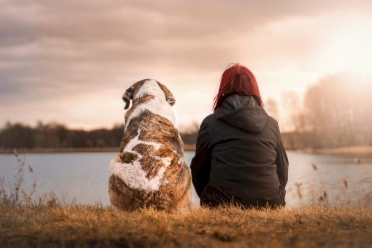 O Cão ideal para cada Signo