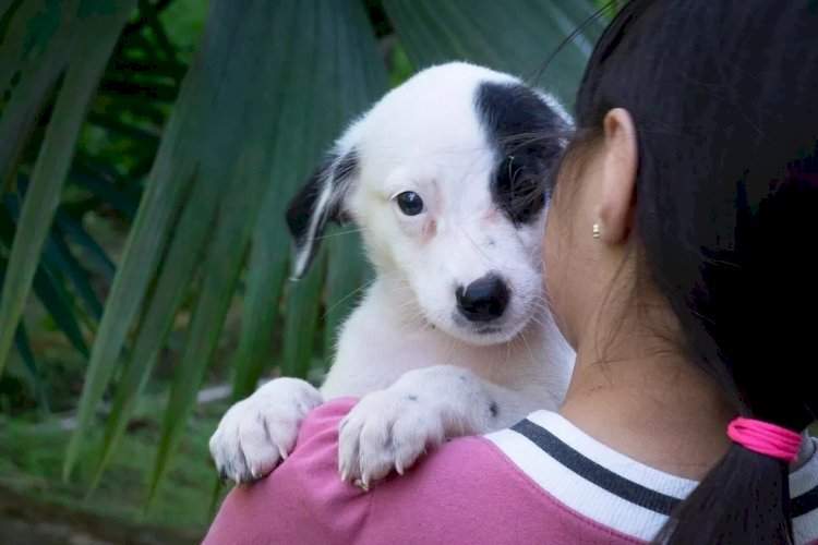 'Arraial Pet' terá concurso caipira e adoção de cães e gatos, em Manaus