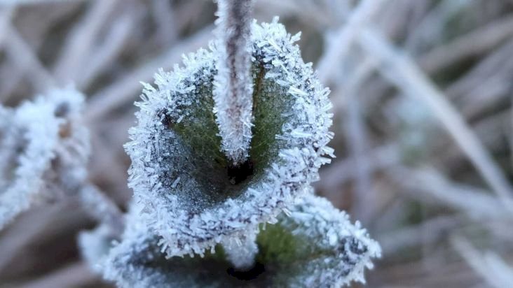 Sul registra forte geada na madrugada de sábado, com -7,6ºC em Santa Catarina