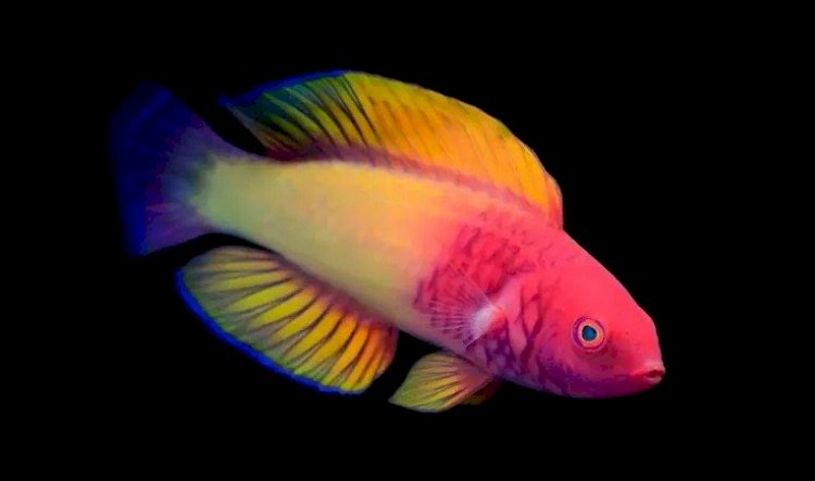 Cientistas descobrem espécie de peixe que nasce fêmea e se torna macho