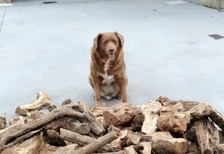 Cachorro português de 30 anos é considerado o mais velho de todos os tempos pelo Guinness