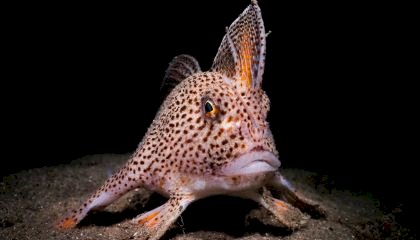 Fotógrafo captura imagem de peixe raro que anda com “mãos” de barbatanas