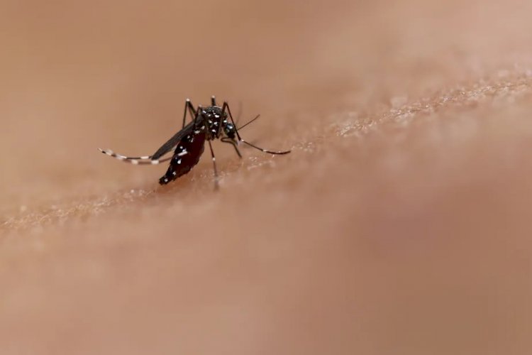 Dengue: Anvisa aprova nova vacina, que protege também quem nunca teve a doença