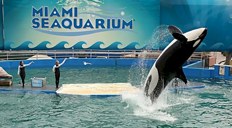 Aquário de Miami libertará orca após mantê-la mais de 50 anos em cativeiro