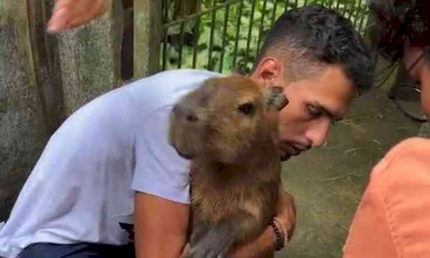 Capivara Filó é devolvida a tiktoker após decisão judicial