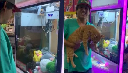 Homem “fisga” gato de verdade em máquina de pegar pelúcia no Mato Grosso do Sul