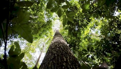 Novo programa ensina complexidade da Amazônia aos alunos, diz co-idealizador