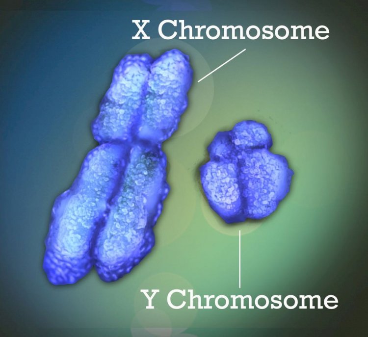 Pela 1ª vez, cientistas sequenciam completamente o cromossomo Y humano