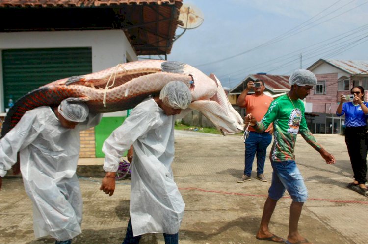 Manejo do pirarucu do Vale do Javari é destaque do Festival de Pesca de Atalaia do Norte