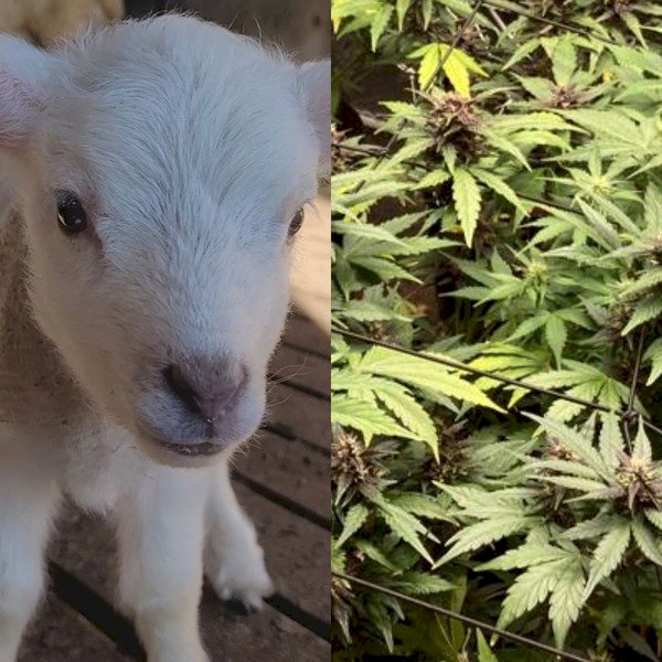 Ovelhas invadem estufa e comem plantação de cannabis na Grécia: 'pulavam mais que as cabras', diz dono de estufa