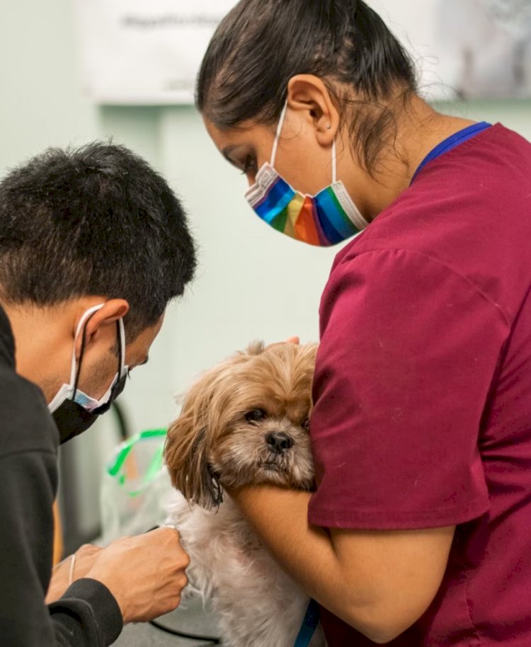 Medicamento para prolongar a vida de cachorros está cada vez mais próximo da realidade