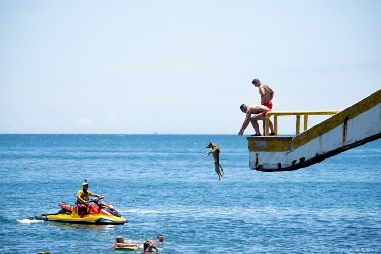 Cachorro caramelo vira 'guarda-vidas' e participa de treinamento em praia do litoral de SP; FOTOS