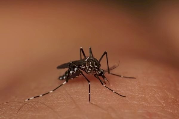 Dengue: entenda por que a forma grave da doença não deve ser chamada de hemorrágica