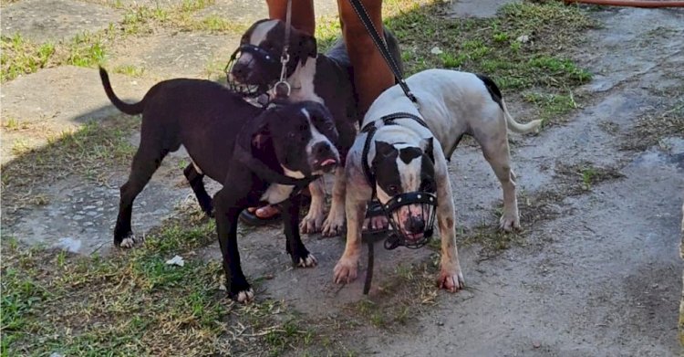 Donos de pitbulls que atacaram escritora são presos por maus-tratos aos cães e responderão por lesão corporal, diz delegado