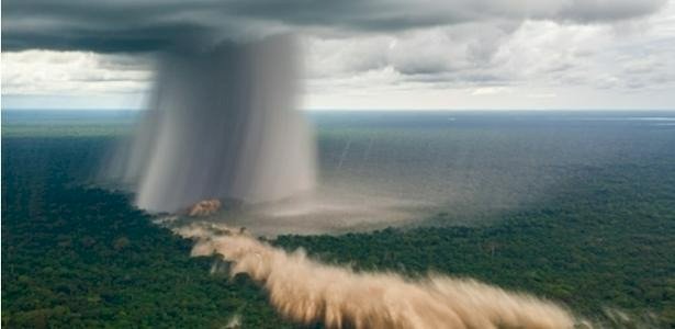 Ventos extremos derrubam árvores gigantes e raras na Amazônia