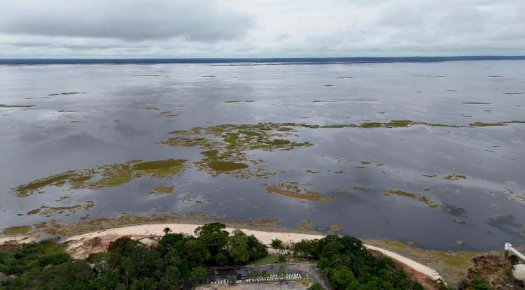 Canaranas: 'mar verde' que domina orla de Manaus é consequência da seca e ameaça ecossistema, alerta biólogo