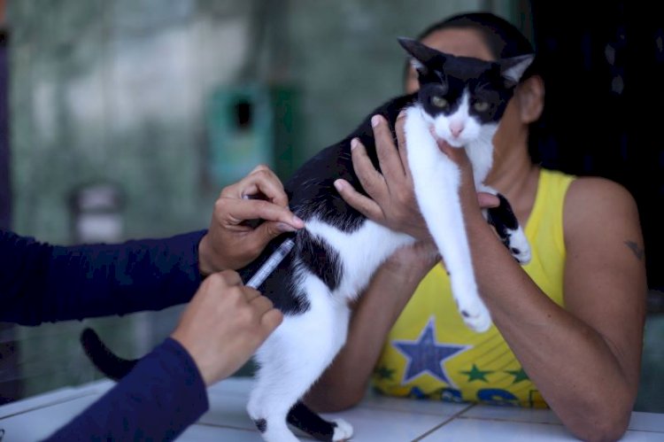 Campanha antirrábica animal da Prefeitura de Manaus prossegue com vacinação em 46 pontos fixos