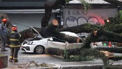 SP: Taxista morre após árvore cair sobre carro; teto de restaurante desaba